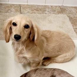 Honey 🍯 - Dachshund
