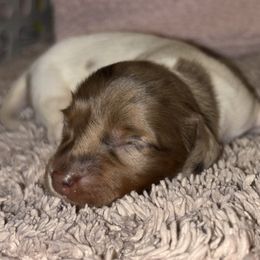 Dachshund Puppies from Whitesboro Dachshund