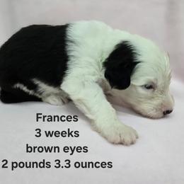 Frances - Gray and white female Old English Sheepdog puppy in Sutherlin, Oregon from Sapphire Eyes Sheepdogs