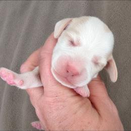 Mr Lion - Lemon and white male Beagle puppy in Lake City, Florida from Sunkissed Beagles