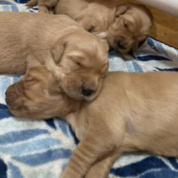 3rd Pick Girl - Golden Golden Retriever puppy in Sacramento Area, California from Gold Country Golden Retrievers