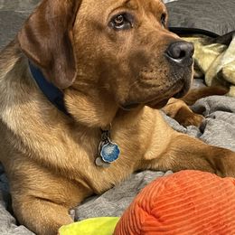 Labrador Retriever Puppies from Bogs Edge Labradors