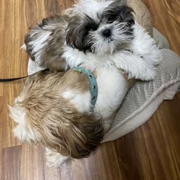 Shih Tzu Puppies from Willow Lane Shih Tzus