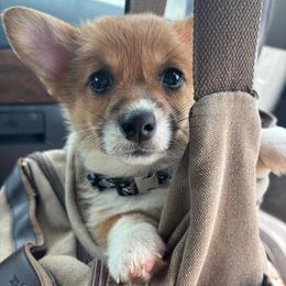 Gingerbread - Red female Pembroke Welsh Corgi puppy in Mount Nebo, West Virginia from Summersville Corgis of Groves Farm