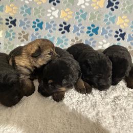 Duke - Black and tan male German Shepherd puppy in Stanardsville, Virginia from Majestic K9 LLC