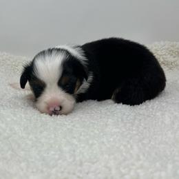 Hubble (fluffy) - Brindle and white male American Corgi puppy in Waco, Texas from The Comma Corgis