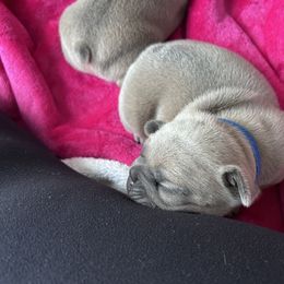 French Bulldog Puppies from Upcountry Frenchies