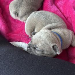 French Bulldog Puppies from Upcountry Frenchies