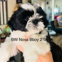 Boy 2 - Black and white male Shih Tzu puppy in Paso Robles, California from Encanto Shih Tzus (formerly known by Madrigal Tzus) by Darlene Madrigal