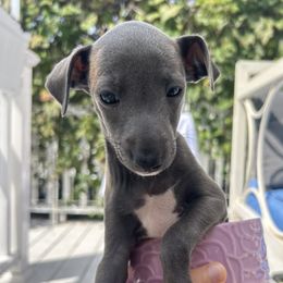 Italian Greyhound Puppies from Julia's Italian Greyhounds
