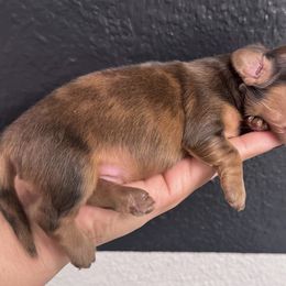 Dachshund Puppies from Northern Doxie