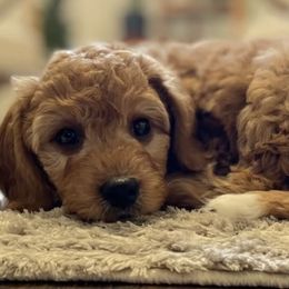 Goldendoodles from Cozy Cove Goldendoodles