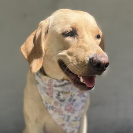 Honey - Labrador Retriever