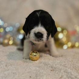 Aurora - Black white and tan female English Springer Spaniel puppy in Cookeville, Tennessee from Krossroads Kennel