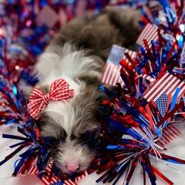 Teal collar toy - Red merle female Aussiedoodle puppy in 32046, Florida from River Hill Ranch