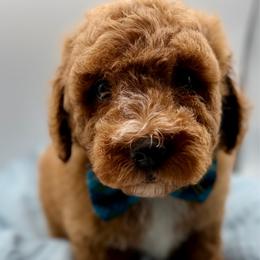 Logan - Red  male Goldendoodle puppy in Loveland, Colorado from Littledoodles2love