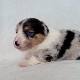 Sterling - Blue merle and white male American Corgi puppy in Clifton, Texas from 5H Corgis