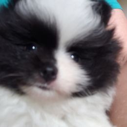 Pomeranian Puppies from Janet Clifton