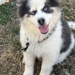 Kristoff - Blue male Pomsky puppy in Henderson, Kentucky from Paris Pomskies