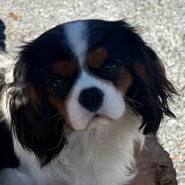 Winston - Tri-color male Cavalier King Charles Spaniel puppy in Asheboro, North Carolina from FairWilde