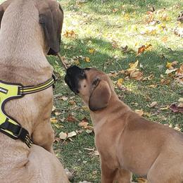 Mastiffs from Twin Cities Mastiffs