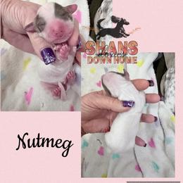 Nutmeg - Piebald female Dachshund puppy in Hockley, Texas from Shans Down Home Doxies