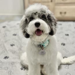Churrrr - Cockapoo