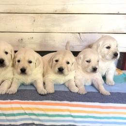 Golden Retriever puppies from TriStar Goldens