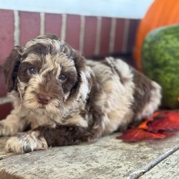 Oreo - Merle male Assorted Doodle Crosses puppy in Denver, Pennsylvania from Redcay's Mini Bernedoodles
