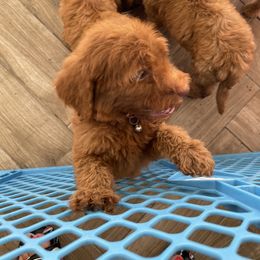 Goldendoodle and Poodle Puppies from SoFlo Lavish Kennels