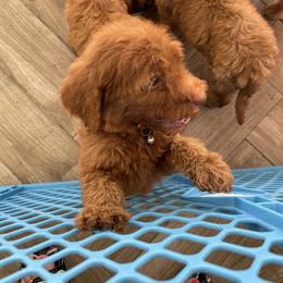 Goldendoodle and Poodle Puppies from SoFlo Lavish Kennels