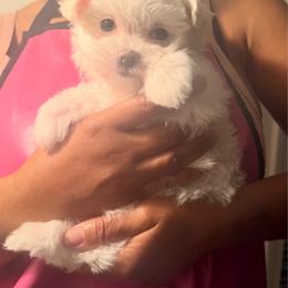 ACA Maltese boy puppy (1) Amaru - White male Maltese puppy in Florence, Arizona from Maltese Of Arizona