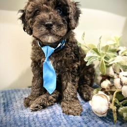 Goldendoodle Puppies from True Friend Doodles