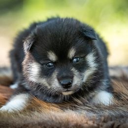 Pomsky Puppies from Pioneer Peak Pomskies