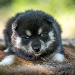 Pomsky Puppies from Pioneer Peak Pomskies