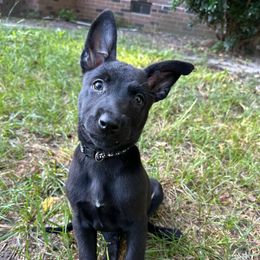 Link - Black brindle male Dutch Shepherd puppy in Fayetteville, North Carolina from Iron Sight K9s