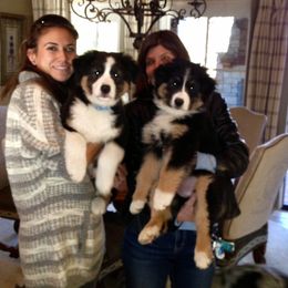 Australian Shepherd Puppies from Highline