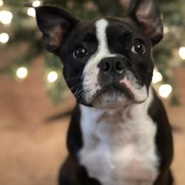 Boston Terrier Puppies from I Love Pups