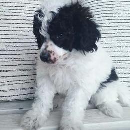 Verona-agouti parti - Phantom female Poodle puppy in Cypress Inn, Tennessee from Nine Pines Poodles