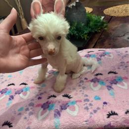 HL girl - Pink and slate female Chinese Crested puppy in Blue Earth, Minnesota from Ciao Bella Chinese Cresteds