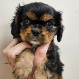 Cream - Black and tan female Cavalier King Charles Spaniel puppy in Caledonia, Michigan from Magnolia Acres