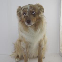 Maxi - Miniature Australian Shepherd