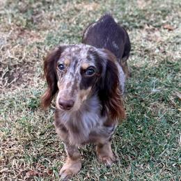 Fletcher - Dachshund