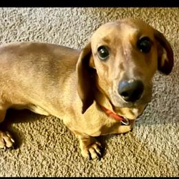 Lincoln Log - Dachshund
