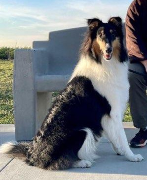 Collie All Grown Up from Prime Star Collies