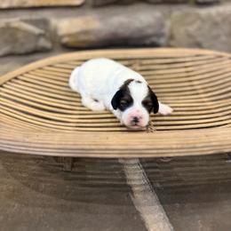 Girl 4 - Black and white female Assorted Doodle Crosses puppy in Lyman, Wyoming from Backcountry Doodles