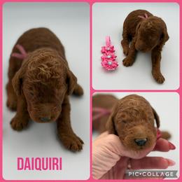 Daiquiri - Red  female Poodle puppy in Mount Vernon, Illinois from AMC Poodles