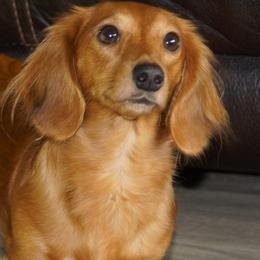 Gracie - Dachshund