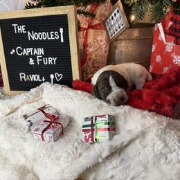 Ravioli - Liver roan male German Shorthaired Pointer puppy in Marshfield, Missouri from Suma Kennels