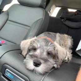 Miniature Schnauzer Puppies from Circle R Ranch